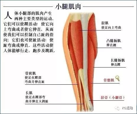 《腿》：人体工学、运动科学、康复医学、生物力学与市场趋势的深度剖析